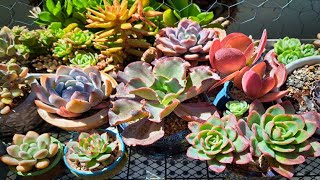 Succulents How to Grow the Best Colors [upl. by Neitsirk]