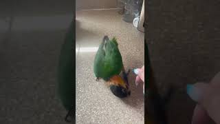 Tropical Birds with Names and Sounds in 4Kshort [upl. by Nehtanoj]