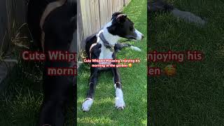 Cute Whippet Quietly Relaxing in the Garden dog pets cute adorable relaxing shorts beautiful [upl. by Anoyek]