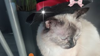 ✨myśli kota przed halloween ✨ 🎃👻🐾🙀mruelzusia dc kot cat cute [upl. by Dannica]