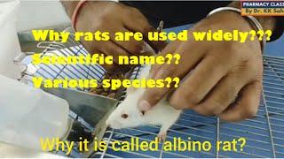 How to handle laboratory animal rat [upl. by Pfeifer119]