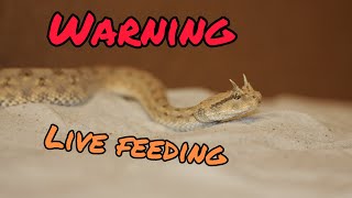 LIVE FEEDING  Desert Horned Viper [upl. by Nylareg]