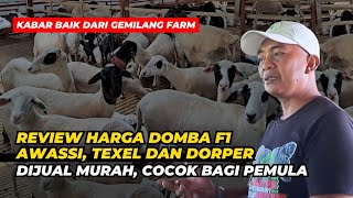 Review Harga Domba F1 Awassi Texel dan Dorper Dijual Murah Cocok Bagi Pemula  AGROTV9 [upl. by Nimocks]