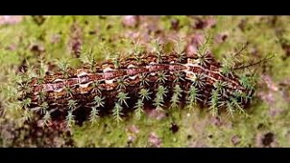 Lagarta 🐛Lagarta de fogo Taturana 🔥 🐛 Lepidoptera [upl. by Bendix333]