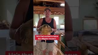 My Pet Snapping Turtle Moves Out Of The Alligator House 😱🐊🏠 shorts turtle [upl. by Ainad]