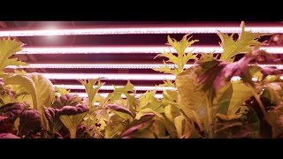 Fresh High Quality Leafy Greens from Hamburgs Farmers Cut Vertical Farm [upl. by Sidell]