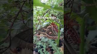 This is the Largest Moth in North America Stunning Moths Cecropiamoth [upl. by Lirbaj738]