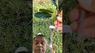 Almond v shape grafting gardening diy greensreen shortvideo viralvideo [upl. by Yvor]