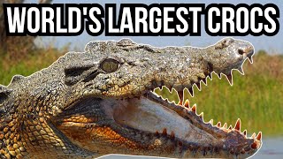 9 Of The Largest Crocodilians In The World [upl. by Saidel803]