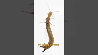 It looks like an earwig but this sixlegged animal is not even an insect [upl. by Nuawaj]