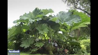 Gunnera Manicata 2018  timelaps [upl. by Lemuel250]