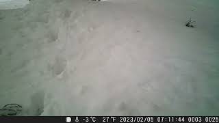 Japanese Squirrel Caught on Trailcam in Snowy Winter [upl. by Fasano579]