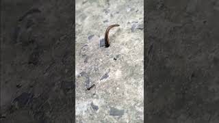 Crawling movement of leech [upl. by Feliks900]