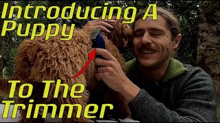 Introducing Puppies To Electric Trimmers [upl. by Durwyn]