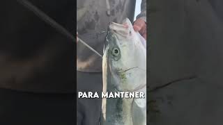 La forma más HUMANA de matar a un pez 🐟🗡️ [upl. by Geddes]