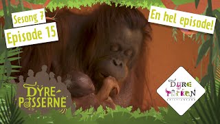 Nyfødt orangutang  Dyrepasserne S7E15  Dyreparken [upl. by Junko561]