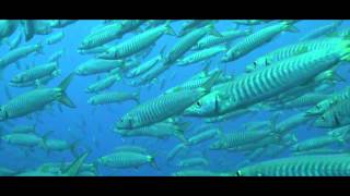 Barracuda Documentary [upl. by Acimad]