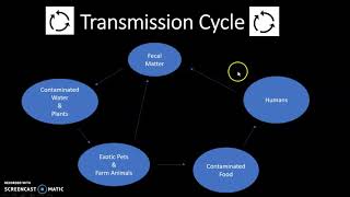 Salmonella Enterica Presentation [upl. by Anolla]