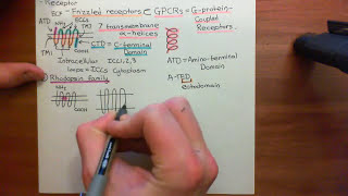 The Wnt  BetaCatenin Pathway Part 1 [upl. by Buderus]