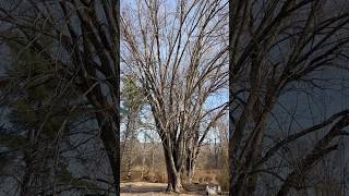 Silver Maple  November 14 2024 [upl. by Nathanael]