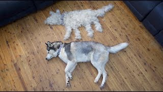 DESHEDDING MY HUSKY LETTY  TIME LAPSE  HOW MUCH FUR DO HUSKIES SHED [upl. by Laohcin119]