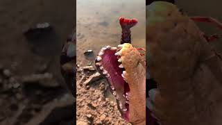 Crocodile eating lobster Indepth restoration of the crocodile eating lobster process Filmed i [upl. by Elvie]