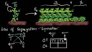 Dominance amp segregation laws  Heredity amp Evolution  Biology  Khan Academy [upl. by Maren517]