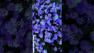 Pretty Michaelmas daisesgardenflowersflowerbeautynatureflowersinfocolorfulflowersshortsflower [upl. by Owena]