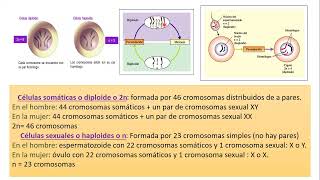 10102024  CLASE 42  BIOLOGIA  MEDICINA Y KINESIOLOGIA UNC  NOVIEMBRE 2024 [upl. by Samau]