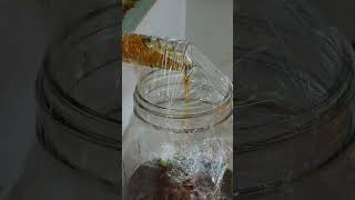 First Honey Harvest with the Flow Hive Super honey honeybees flowhive [upl. by Oznole36]