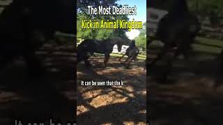 The Most Deadliest Kick in Animal Kingdom [upl. by Josiah]