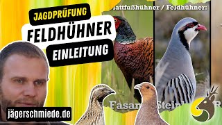 Feldhühner  Einleitung Fasan Steinhuhn Rebhuhn Wachtel [upl. by Sucramed]