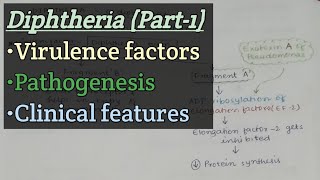 Diphtheria Part1  Virulence factor  Pathogenesis  Clinical features [upl. by Nwahsor]