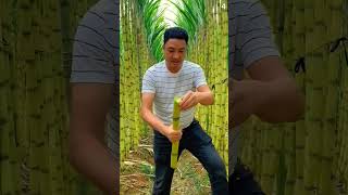 Panen tebu langsung di ladang sangat memuaskanshorts [upl. by Jemmy]