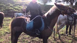 NZ horse trekking adventure for the rangatahi youth of the kawhia region [upl. by Nahtanod]