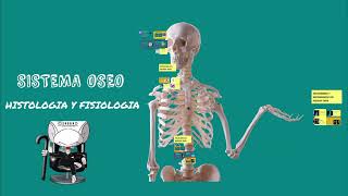 SISTEMA OSEO  HISTOLOGIA Y FISIOLOGIA [upl. by Atworth]