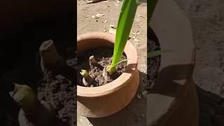 Albuca bracteata plants shorts [upl. by Loos]