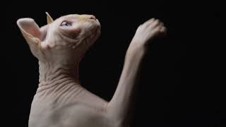 Hairless cat [upl. by Kristoffer]