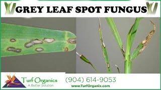 HOW TO TREAT AND IDENTIFY GREY LEAF SPOT FUNGUS [upl. by Einahpad]