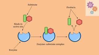 MECHANISM OF ENZYME ACTION [upl. by Ahsert]