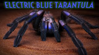 NEW TARANTULA Chilobrachys natanicharum formerly sp Electric Blue [upl. by Haraf]