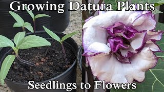 Grow Datura Plants Seedlings to Flowers English [upl. by Enyawd]