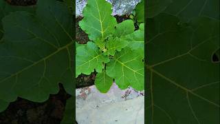 Winter vegetables 🍆 🌶️🍅wintervegetables brinjalchilliplants mirchikikheti tomatoes tomatoplant [upl. by Aryamoy]