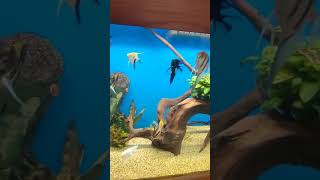 fish angelfish freshwateraquarium aquariumhobby tropicalfish aquariumfans [upl. by Ellainad]