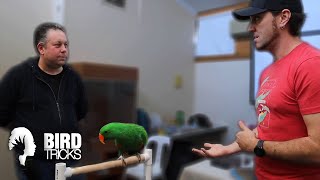 The Emotional Intelligence of Eclectus Parrots [upl. by Lienaj]