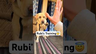 Rubi’s Training😇  labra rubi youtubeshorts shorts viral meme trending labrador dog love [upl. by Laenej169]