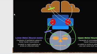 motor area 4  premotor area 6 [upl. by Hodess98]