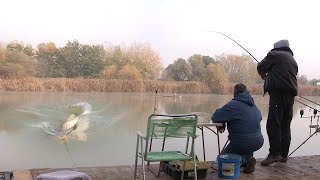 Pecanje šarana na Toploj Mlavi  dubinsko pecanje šarana  Fishing carp in river [upl. by Anilram]