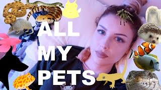 ALL OF MY PETS IN ONE VIDEO I know I have a lot [upl. by Wickham]