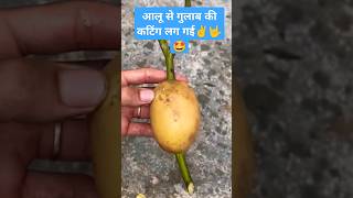 Make new rose plant using potato 🥔shorts shortvideo youtubeshorts ytshortsindia rose plants [upl. by Yetsirhc]